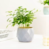 Jiuli Ароматная горшечная комната Цветочная и растения гостиная Офис.