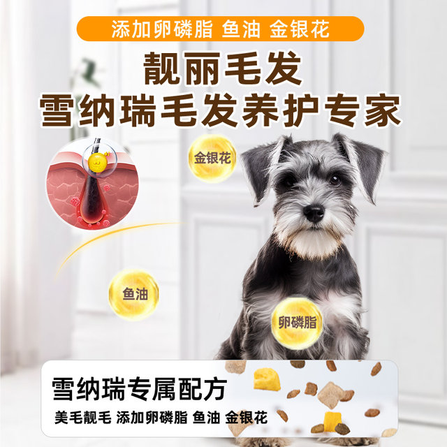 ໝານ້ອຍພິເສດ Schnauzer ຜົມງາມຫົກປ່ຽງທີ່ແຫ້ງແລ້ງ