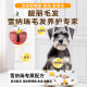 ໝານ້ອຍພິເສດ Schnauzer ຜົມງາມຫົກປ່ຽງທີ່ແຫ້ງແລ້ງ