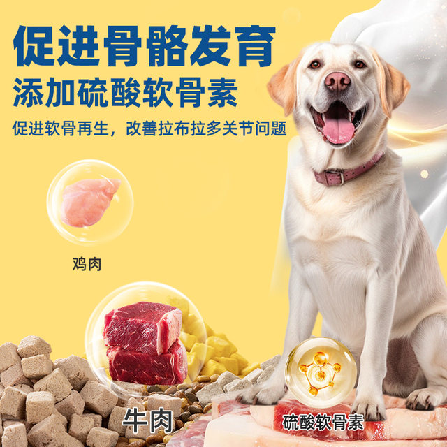 Labrador ຫມາຂະຫນາດກາງແລະຂະຫນາດໃຫຍ່ພິເສດການກໍ່ສ້າງກະດູກຊຸດໃຫຍ່
