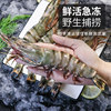 Black tiger shrimp, extra large monodon tiger shrimp, fresh and quick-frozen