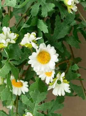 ins风仿真植物墙面装饰小雏菊