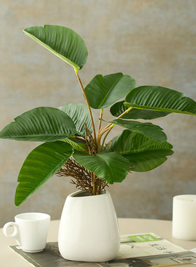 初若安然现代简约芭蕉叶仿真绿植摆件客厅茶几餐桌玄关装饰品