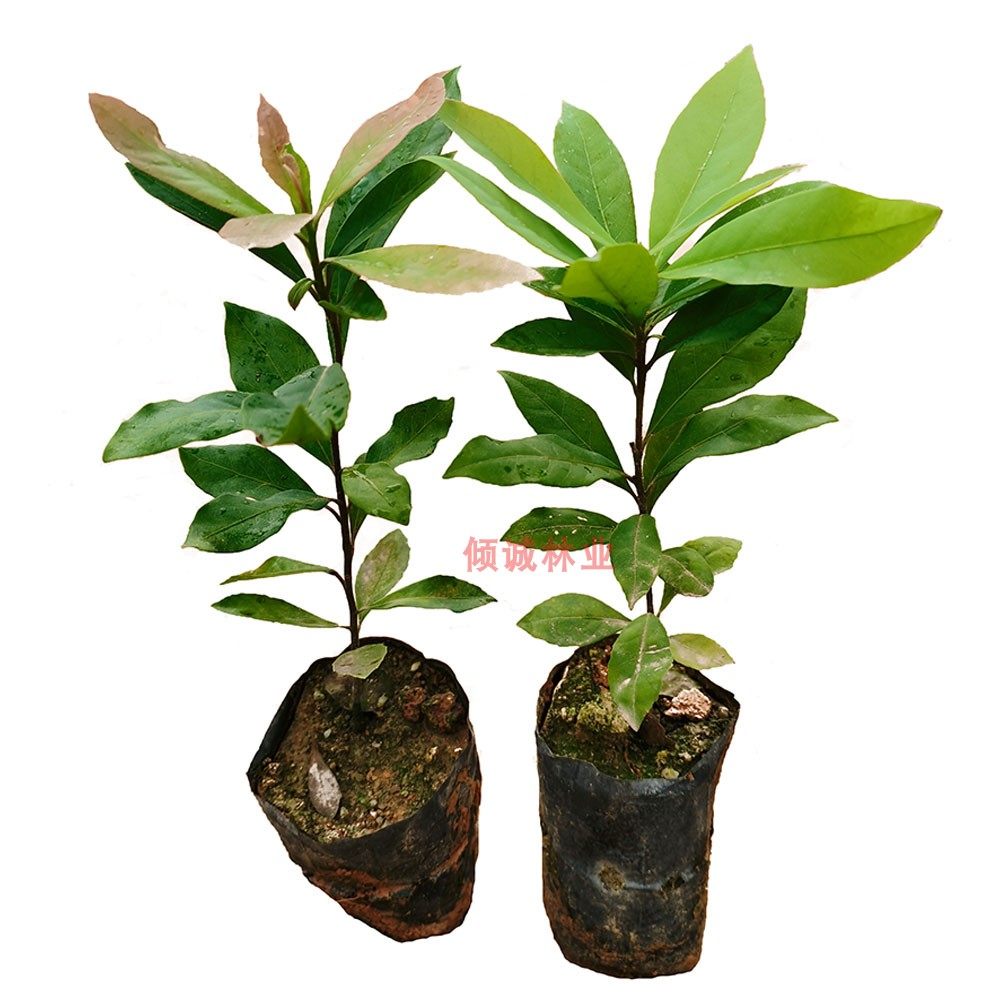 木荷树盆景图片,木荷老桩盆景,木荷是珍贵树种吗(第9页)_大山谷图库
