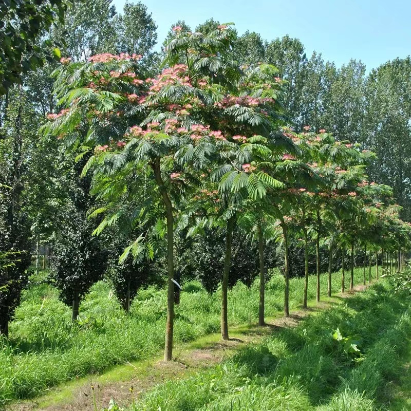 合欢树苗绒花树苗芙蓉花树苗盆栽南北方大型绿化工程庭院风景绿化 - 图2