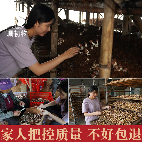 珊初物无硫姬松茸干货旗舰店云南不特级野生特产菌菇煲汤500g包邮 - 图0