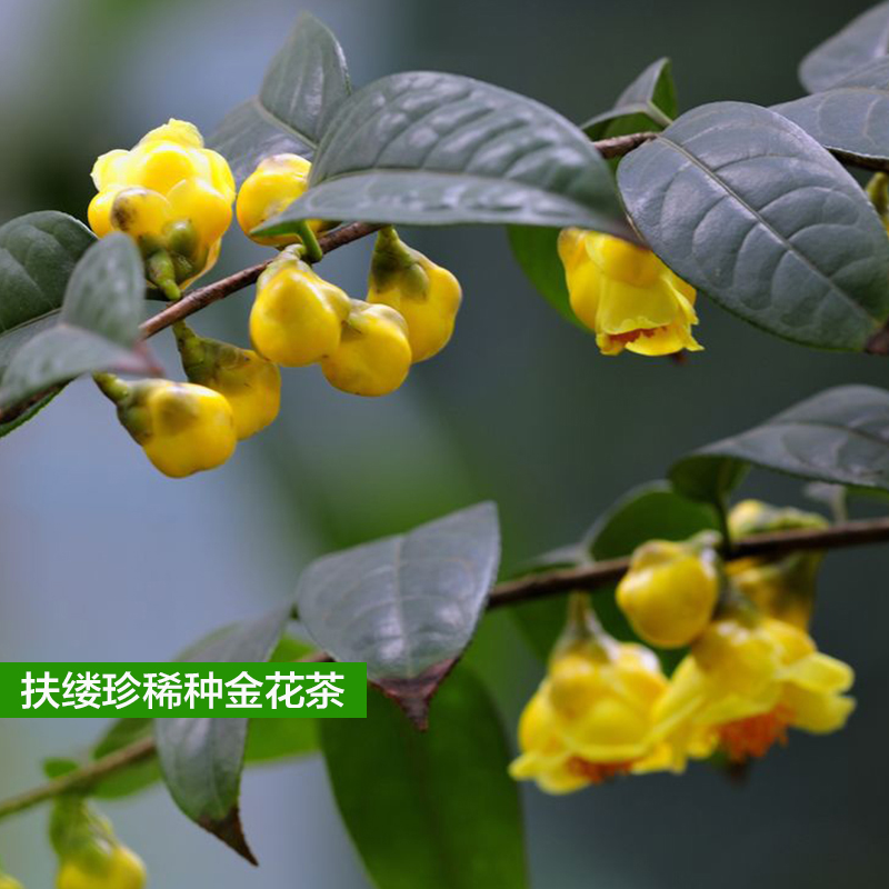 防城金花茶树苗金茶花四季盆栽花卉凹脉黄樽带花苞名贵好养山茶花 - 图0