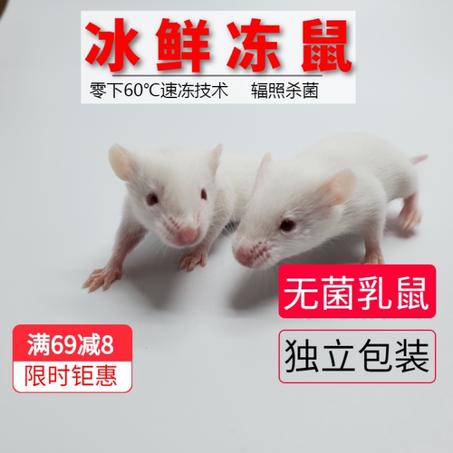 无菌冷冻小白鼠成体亚成繁殖组顺丰包邮真空包装猪鼻王玉米蛇食物 - 图0