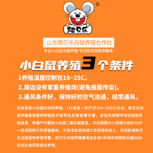 小白鼠繁殖组活体发货一公三母成体鼠 - 图2
