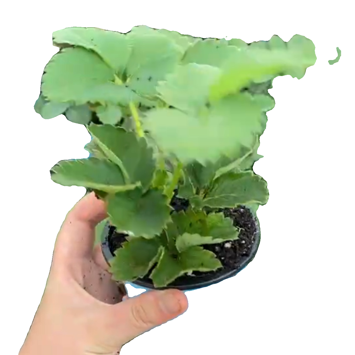 奶油草莓苗盆栽种籽子带盆带土红颜四季结果可食用阳台种植新秧苗,淘宝优惠券,粉丝福利购,淘宝优惠卷