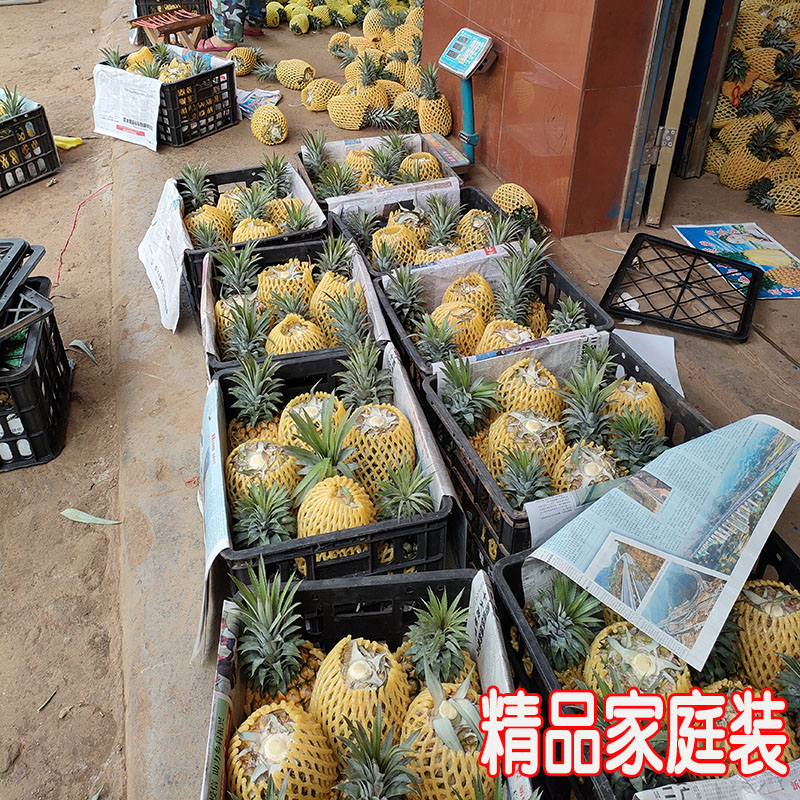 徐闻菠萝大果送礼品装整箱约30斤精品菠萝糖心香甜无渣非凤梨 - 图3