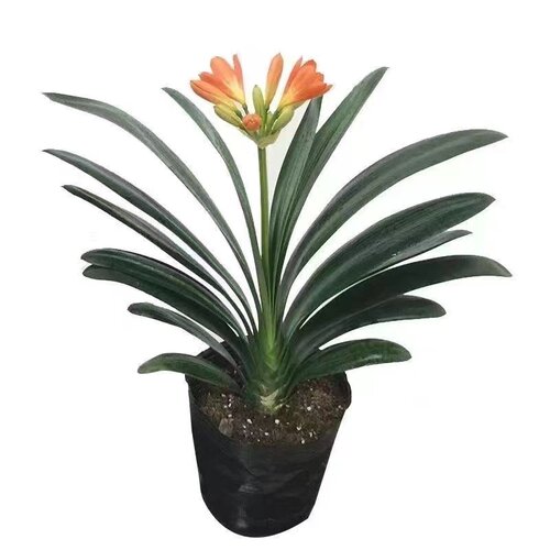 君子兰盆栽老苗精品四季好养花卉绿植物室内阳台圆头和尚大小苗 - 图3