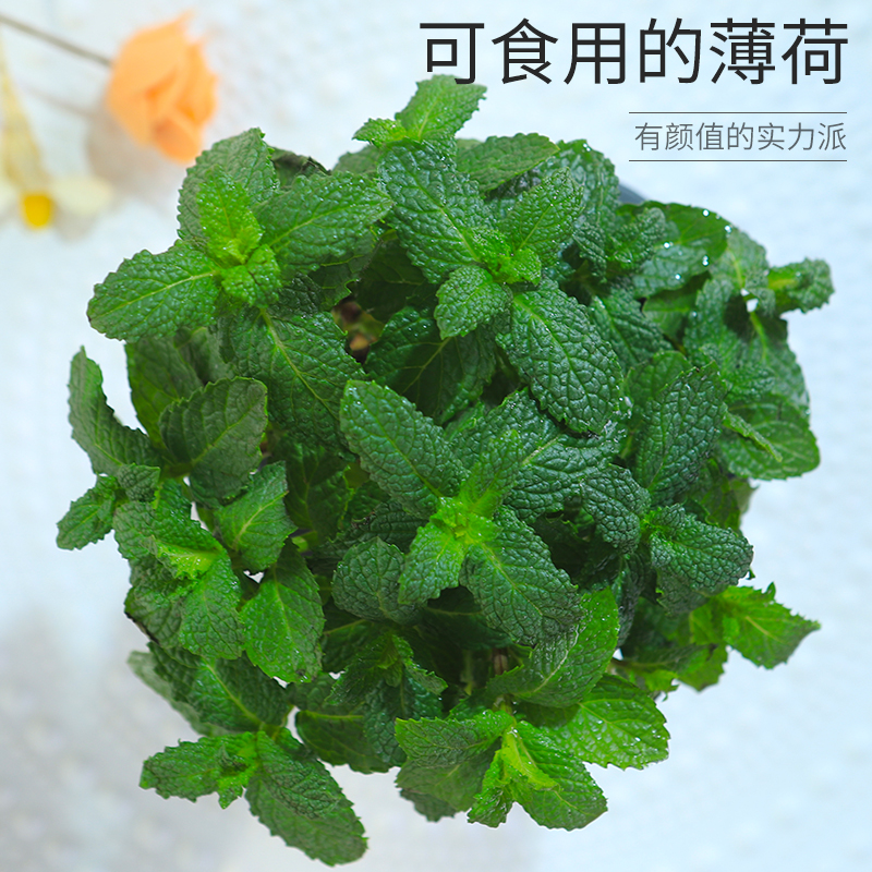 薄荷盆栽可食用办公室桌面花卉绿植迷迭香草室内水养驱蚊水培植物 - 图0