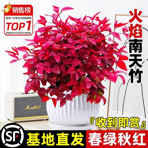 火焰南天竹盆栽冬季耐寒红叶植物室内客厅好养观叶花卉盆景年宵花 - 图3
