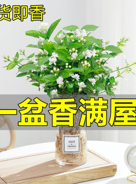水培茉莉花盆栽带花苞四季开花水培植物室内好养办公室驱蚊虫花卉
