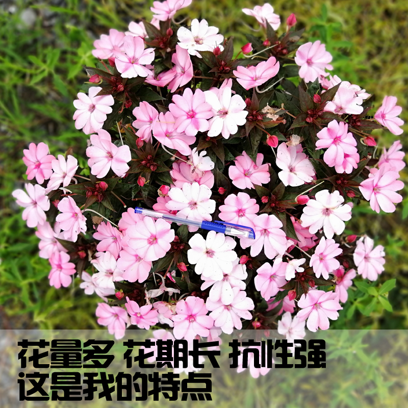 非洲凤仙花苗花卉植物盆栽种子全年四季阳台室外开花不断好养的花