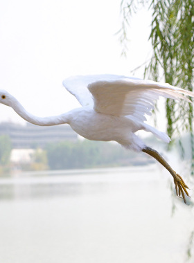 仿真白鹭池鹭夜鹭牛背鹭展馆模型