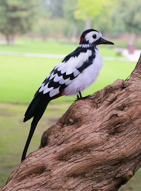 仿真羽毛啄木鸟道具模型