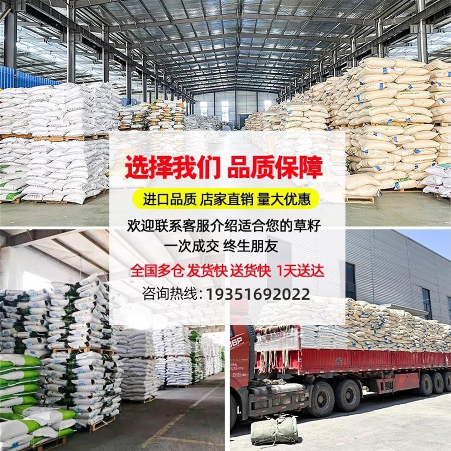 无芒雀麦草籽披碱草碱茅草紫羊茅红豆草芨芨草老芒麦耐寒绿化种子 - 图3