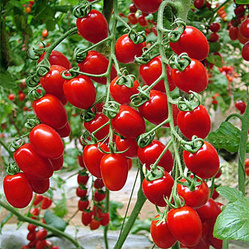 超甜圣女果种子千禧樱桃黑番茄种籽西红柿阳台盆栽水果蔬菜种孑苗 - 图0