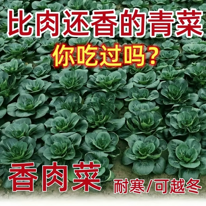 新品种北京正宗香肉菜种子35天可采收耐寒耐热四季农家小青菜蔬菜 - 图0