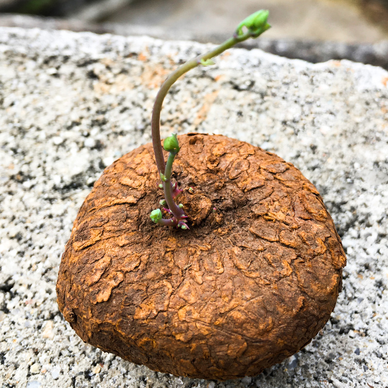 山乌龟金不换植物盆栽红藤圆叶懒人绿植爬藤观叶室内水培阳台客厅-图2