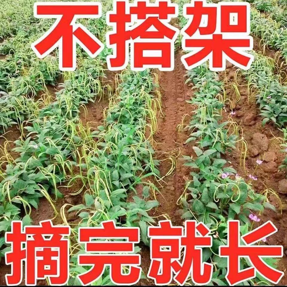 摘不败无架长豆角种子地豆不搭架长豇豆种籽四季庭院盆栽蔬菜种籽 - 图3