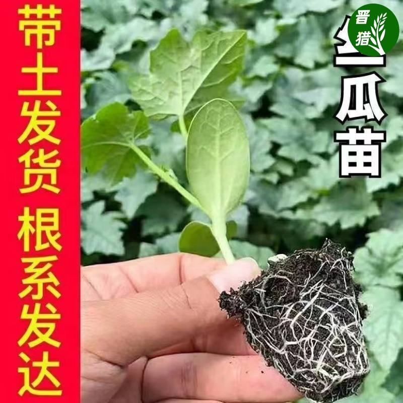 【今日特价】肉丝瓜苗菜苗幼苗短棒丝瓜四季蔬菜苗蔬菜种子大全 - 图1