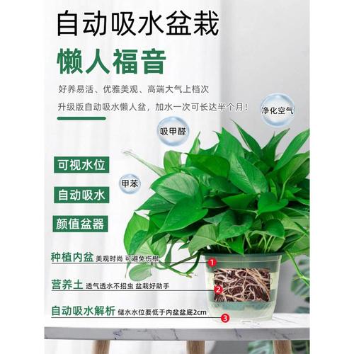 绿萝盆栽室内植物新房家用吸除甲醛净化空气水培绿植花卉长藤绿萝