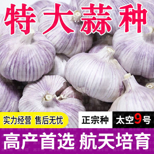 农科院高产大蒜种子籽2026新紫皮红皮大蒜种太空9号特大蒜头蒜种 - 图1
