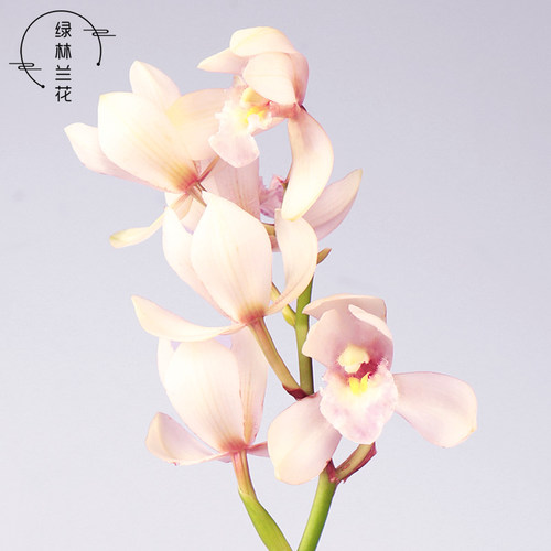 精品兰花苗 建兰矮种粉黛佳人夏季带花苞 香水花卉客厅盆栽草耐旱 - 图0