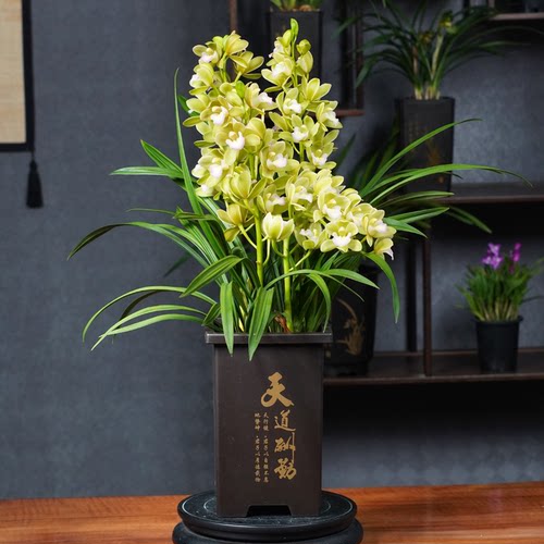 【T级香水香兰】高端年宵花卉室内绿植好养兰花苗盆栽现带花苞 - 图2