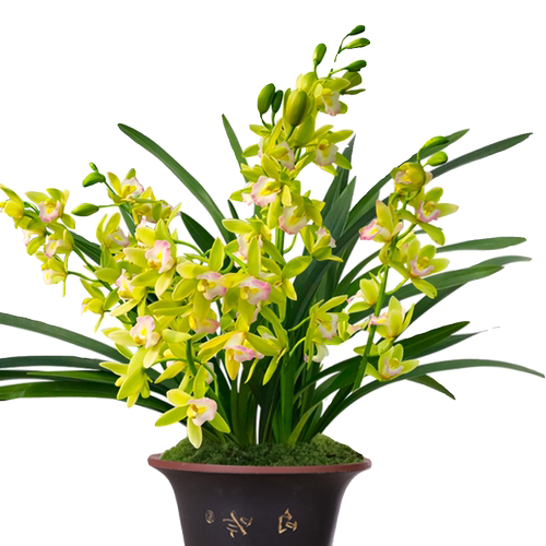 【T级香水香兰】高端年宵花卉室内绿植好养兰花苗盆栽现带花苞 - 图3