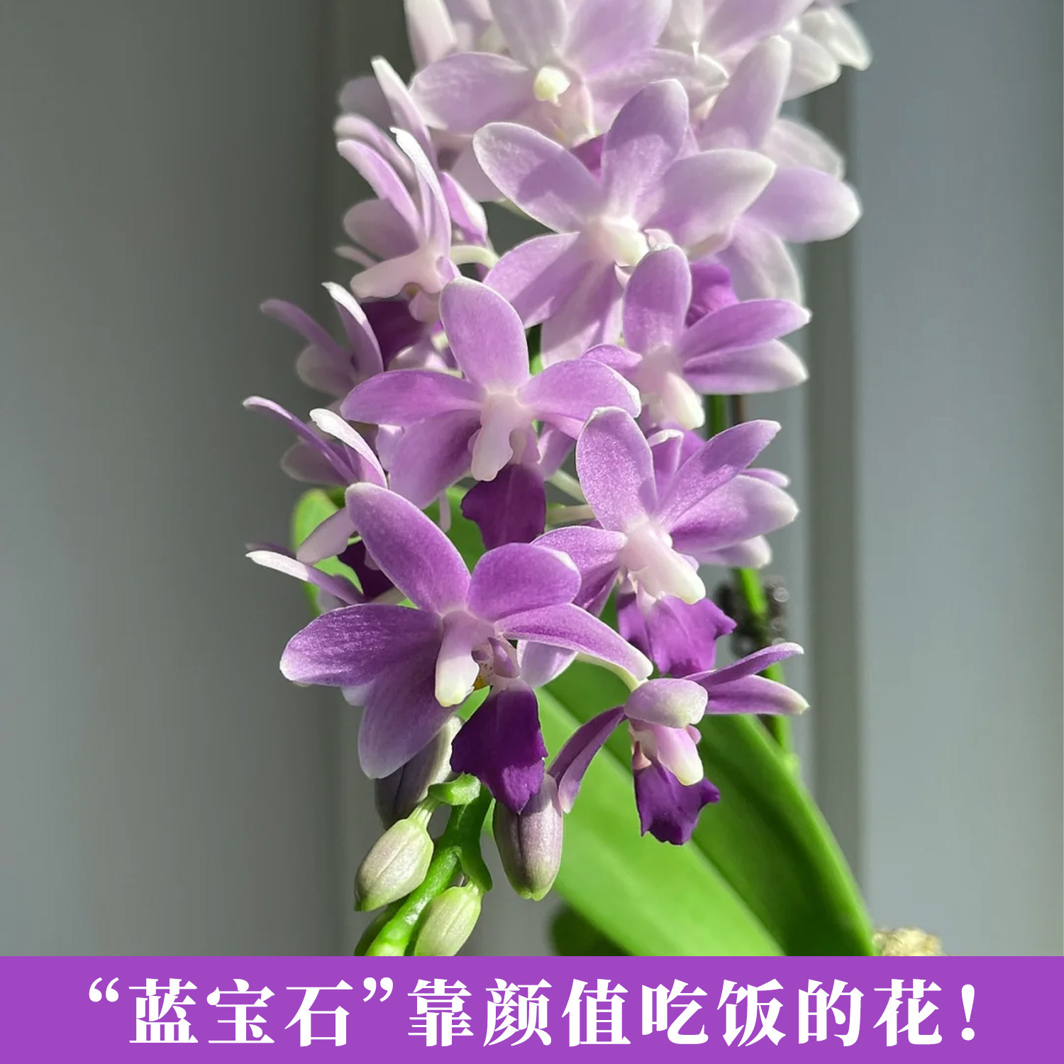 轻奢马卡龙蝴蝶兰蓝星蓝宝石带花苞盆栽香奈儿室内鲜花卉好养精品,淘宝优惠券,粉丝福利购,淘宝优惠卷