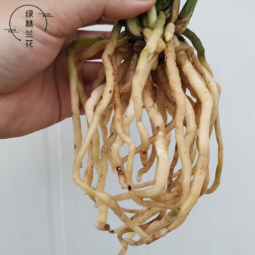 精品兰花苗 建兰矮种粉黛佳人夏季带花苞 香水花卉客厅盆栽草耐旱 - 图2