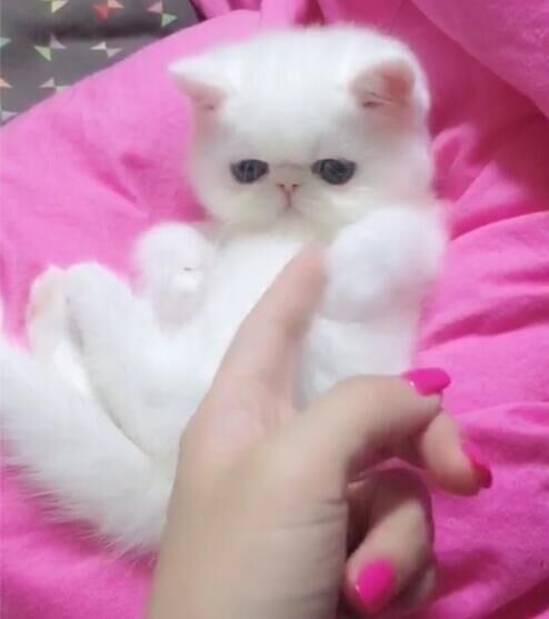 加菲猫纯种赛级大脸宠物幼猫咪波斯猫红白虎斑异国短毛咖啡猫活体-图2
