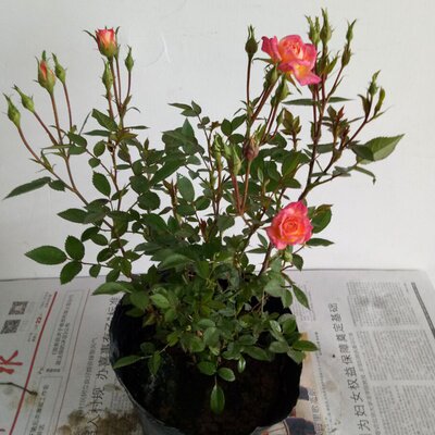 七彩茉莉重瓣图片 头条搜索 七彩茉莉重瓣图片 头条搜索