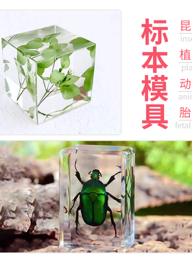 手工昆虫标本diy制作硅胶模具
