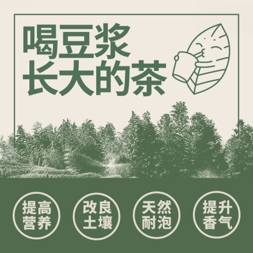 修哲青心乌龙无农残台湾高山冷泡茶叶清香型新茶128g送礼 - 图2
