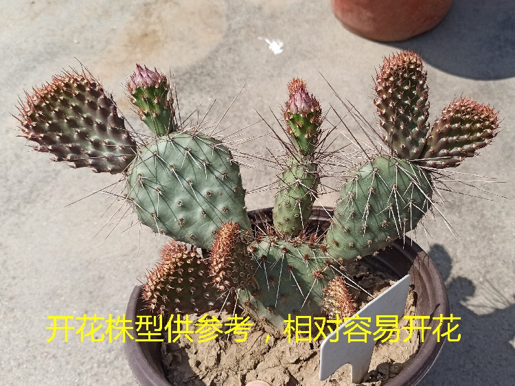 新品桃色龙胆团扇仙人掌耐寒团扇美花仙人掌耐寒仙人掌oepuntia 马奔腾企业店 淘优券
