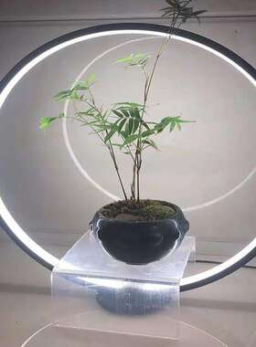 LED鱼缸灯水草景观 彩虹灯 迷你微景观水族植物补光灯水草灯