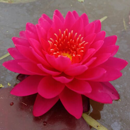 进口精品耐寒睡莲带花苞发货池塘睡莲花水池水培植物四季睡莲花苗 - 图2