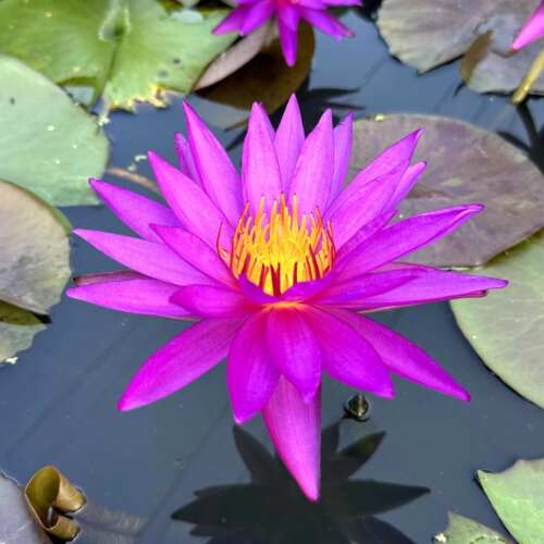 进口精品耐寒睡莲带花苞发货池塘睡莲花水池水培植物四季睡莲花苗 - 图3