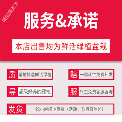 七叶莲四季常青八方来财鸭脚木室内绿植盆栽花卉发财树招财树好养-图0