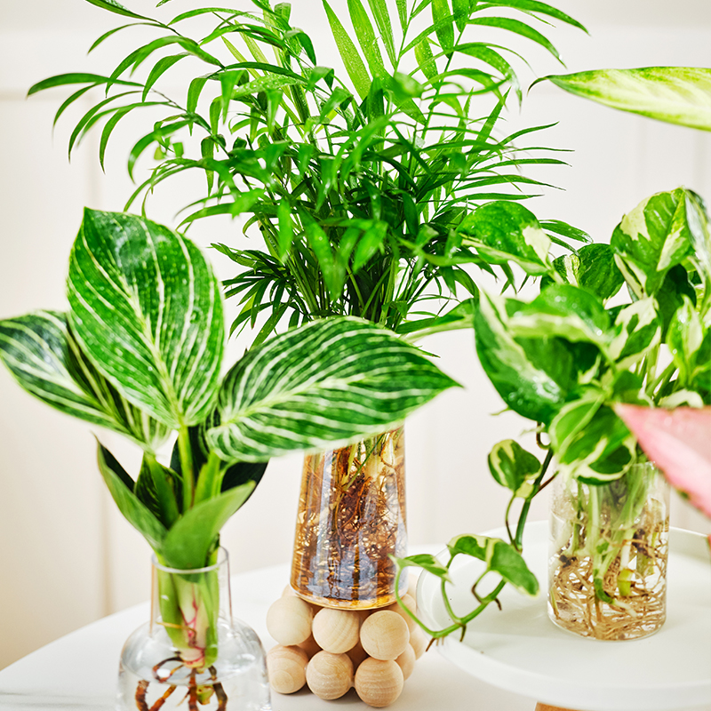 水培植物室内绿植四季水生植物裸根竹柏龟背竹绿萝办公室水养盆栽-图2