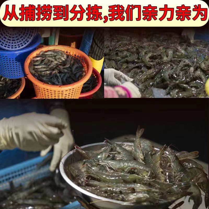 大虾鲜活超大基围虾青岛海捕特大虾新鲜速冻海虾对虾海鲜水产盐冻 - 图0