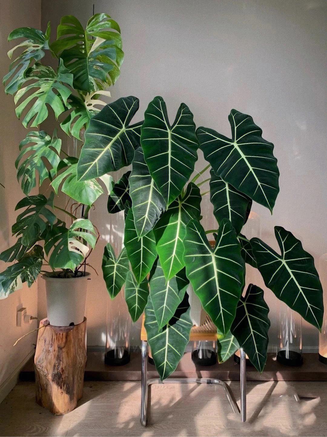 绿天鹅绒海芋Alocasia Frydek 天鹅绒海芋锦 诺比海芋 - 图3