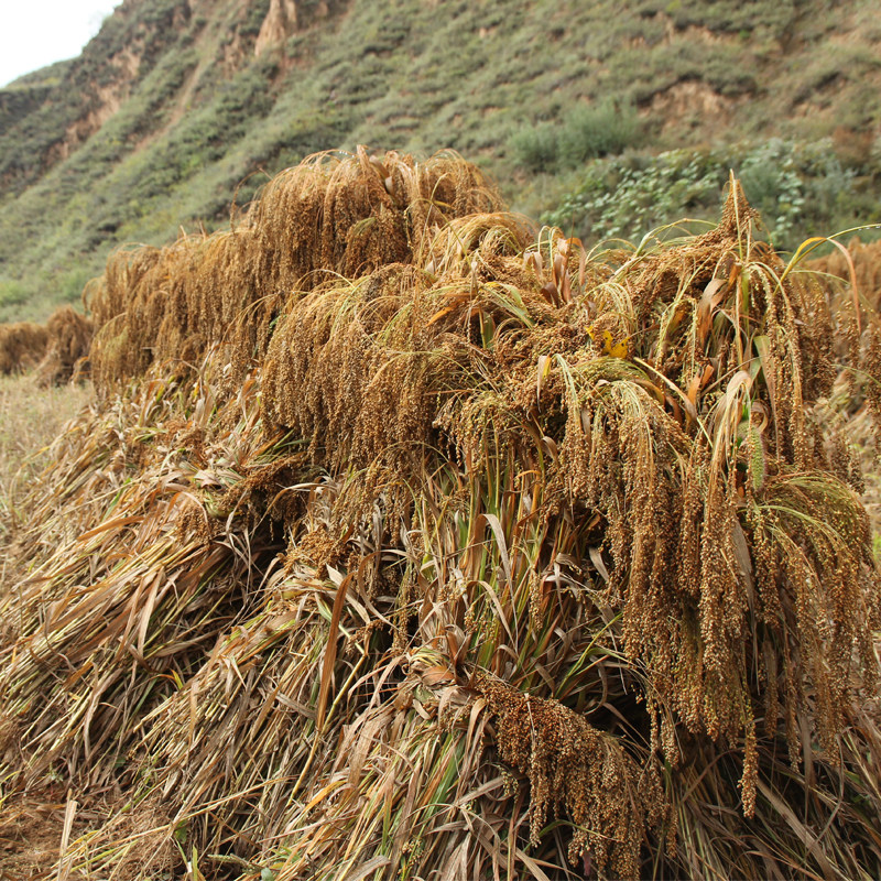山西特产正宗大黄米新米黏黍子米软粘糯米粽子非东北旗舰店,淘宝优惠券,粉丝福利购,淘宝优惠卷