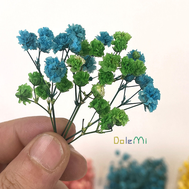 满天星diy永生花材批发 相框盒装干花包 装饰真花ins摆件拍摄道具,淘宝优惠券,粉丝福利购,淘宝优惠卷