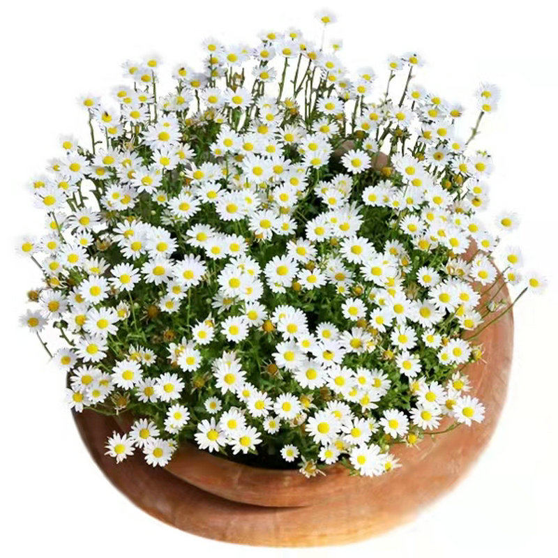 花种籽子小雏菊种爆盆四季开易种活盆栽苗太阳花籽庭院洋甘菊花种,淘宝优惠券,粉丝福利购,淘宝优惠卷